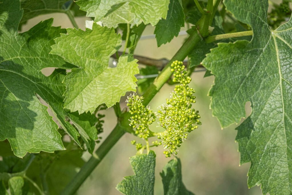 Grappoli d'uva Traminer aromatico crescono tra le foglie dei vigneti di Barchessa Loredan a Venegazzù.